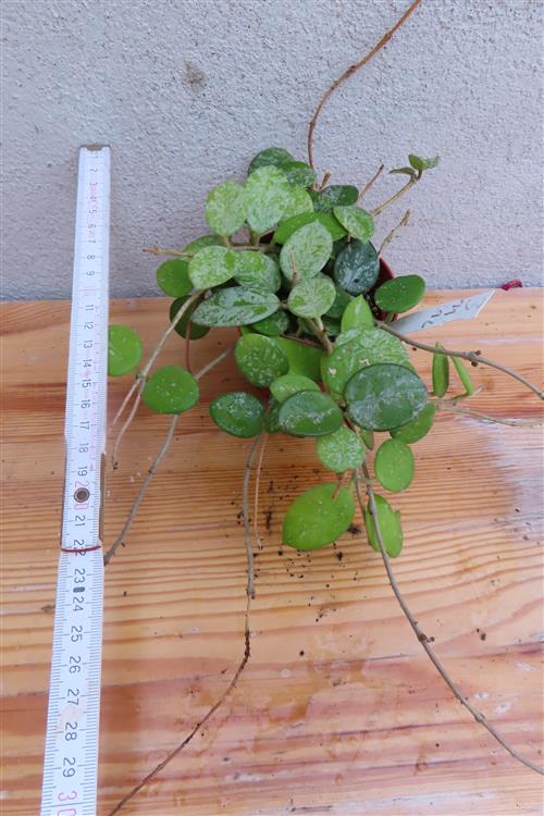 Hoya mathilde splash – Bild 2