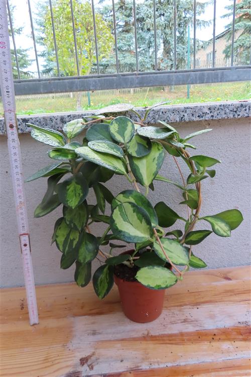 Hoya australis Lisa – Bild 4