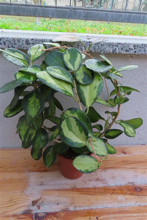 Hoya australis Lisa – Bild 3