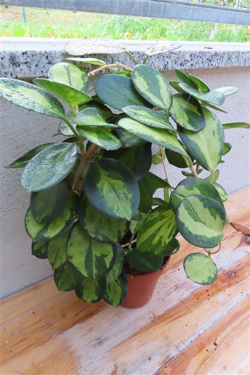 Hoya australis Lisa – Bild 2