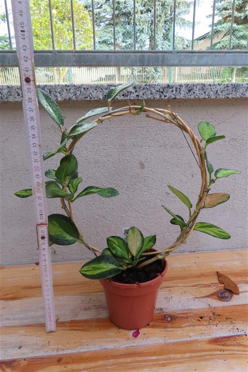 Hoya australis Lisa – Bild 3