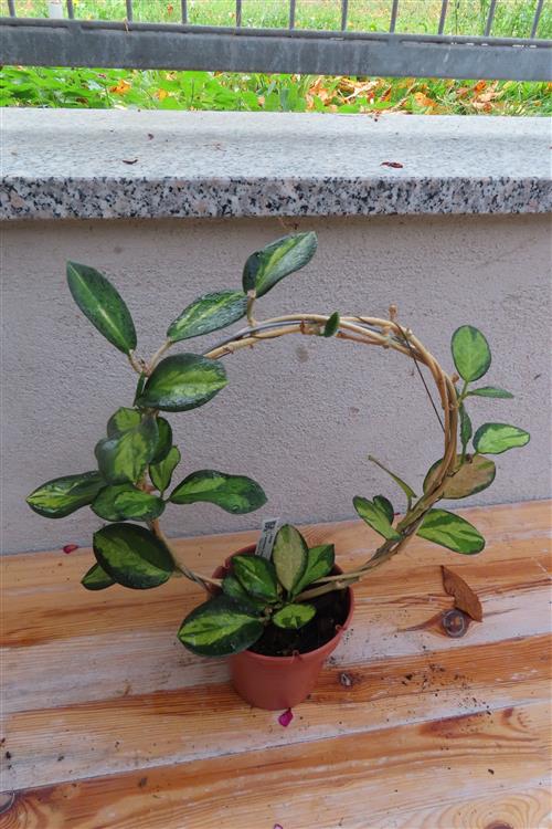 Hoya australis Lisa – Bild 2