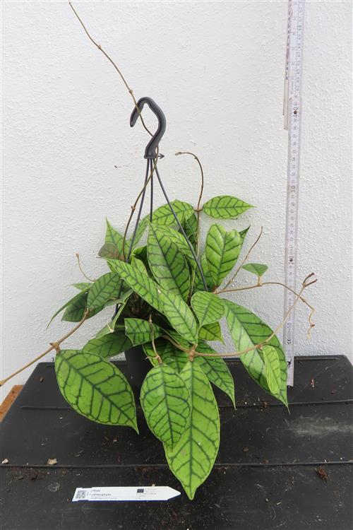 Hoya callistophylla KAL 16 Star of Samoa – Bild 3