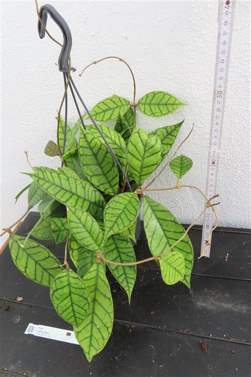 Hoya callistophylla KAL 16 Star of Samoa – Bild 2