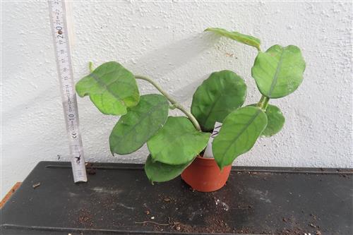Hoya villosa Vietnam – Bild 2