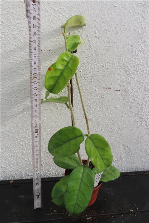 Hoya villosa Vietnam – Bild 2