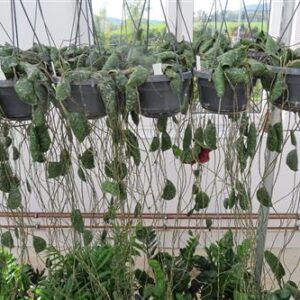 Hoya imbricata, Wachsblume