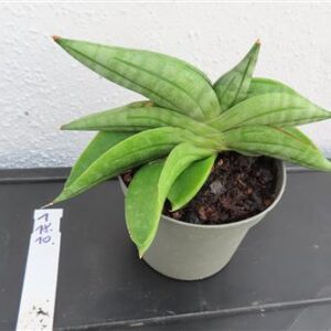 Sansevieria cylindrica Classic Fan inti