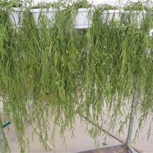 Hoya linearis, Wachsblume