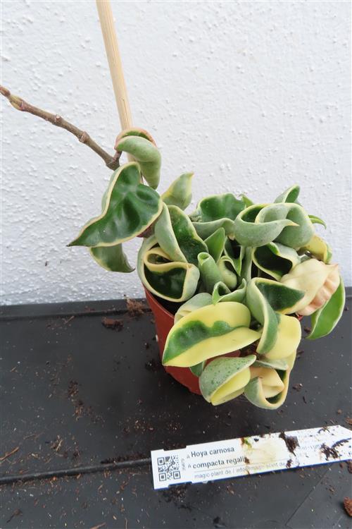 Hoya carnosa compacta regalis