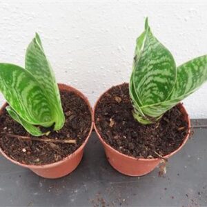 Bogenhanf, Sansevieria Green Hahnii