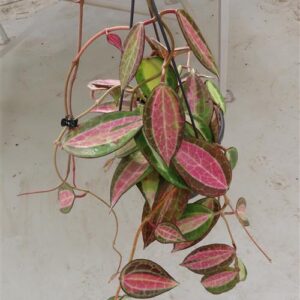Hoya macrophylla pot of gold