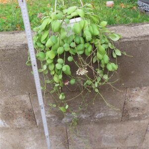 Hoya brevialata