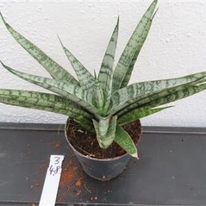 Bogenhanf, Sansevieria