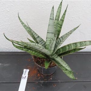 Bogenhanf, Sansevieria