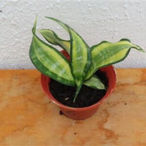 Sansevieria Curly Spiral Star