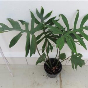 Philodendron elegans