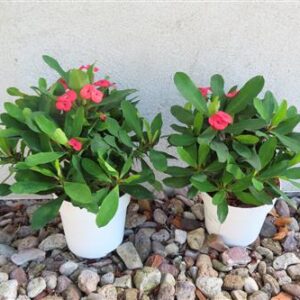 Euphorbia milii vulcanus