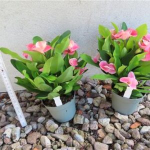 Euphorbia milii Queen Charlotte