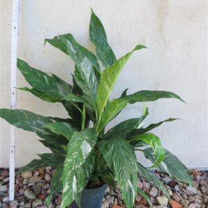 Spathiphyllum diamond variegata