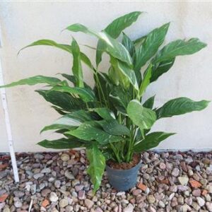 Spathiphyllum diamond variegata