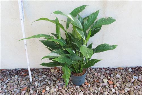 Spathiphyllum diamond variegata