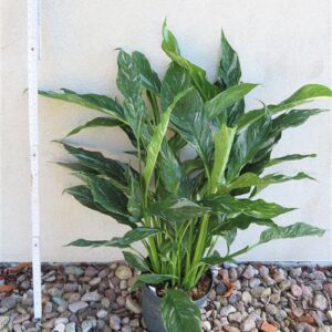 Spathiphyllum diamond variegata