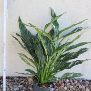Spathiphyllum diamond variegata