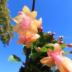 Schlumbergera allg.