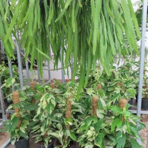 Lepismium monacanthum