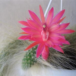 Hildewinteria colademononis