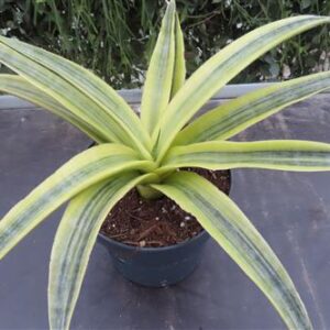 Sansevieria Siam Gold