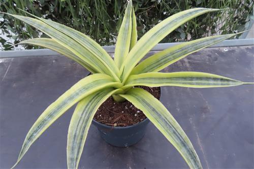 Sansevieria Siam Gold