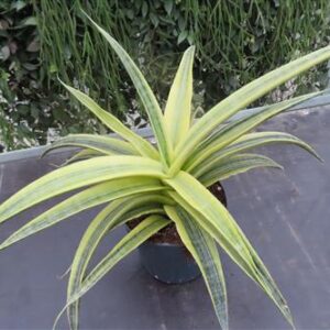 Sansevieria Siam Gold