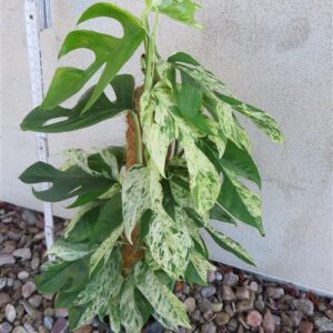 Epipremnum pinnatum marble variegata