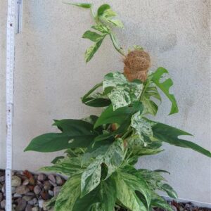 Epipremnum pinnatum marble variegata