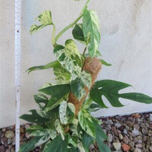 Epipremnum pinnatum marble variegata
