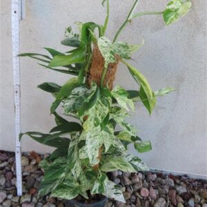 Epipremnum pinnatum marble variegata