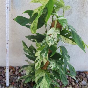 Epipremnum pinnatum marble variegata