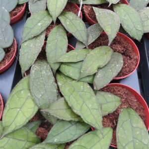 Hoya clemensiorum Dark Leaf