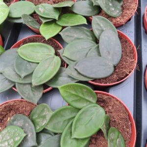 Hoya vangviengiensis