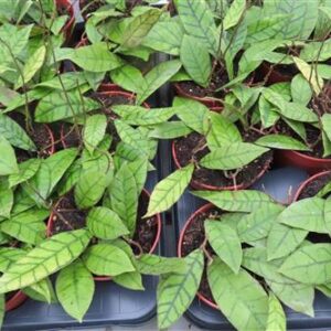 Hoya callistophylla KAL 16 Star of Samoa, Wachsblume