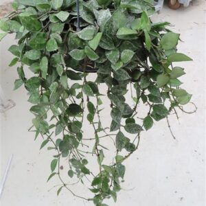 Hoya krohniana Splash