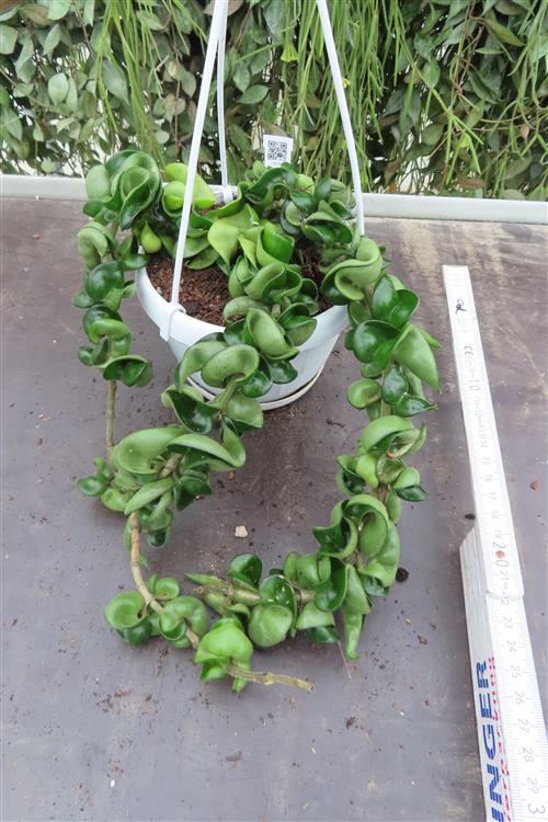 Hoya carnosa compacta krinkle