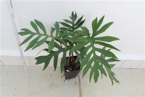 Philodendron elegans