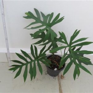 Philodendron elegans