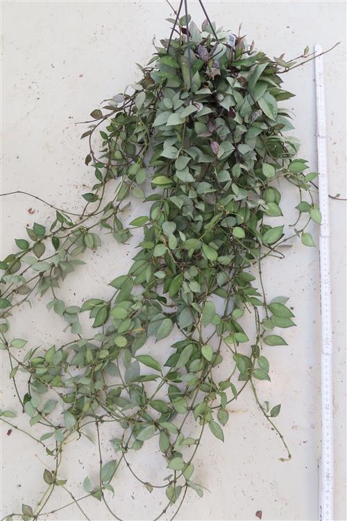 Hoya krohniana Eskimo