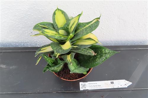 Ficus benjamina Curly