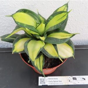 Sansevieria Curly Spiral Star