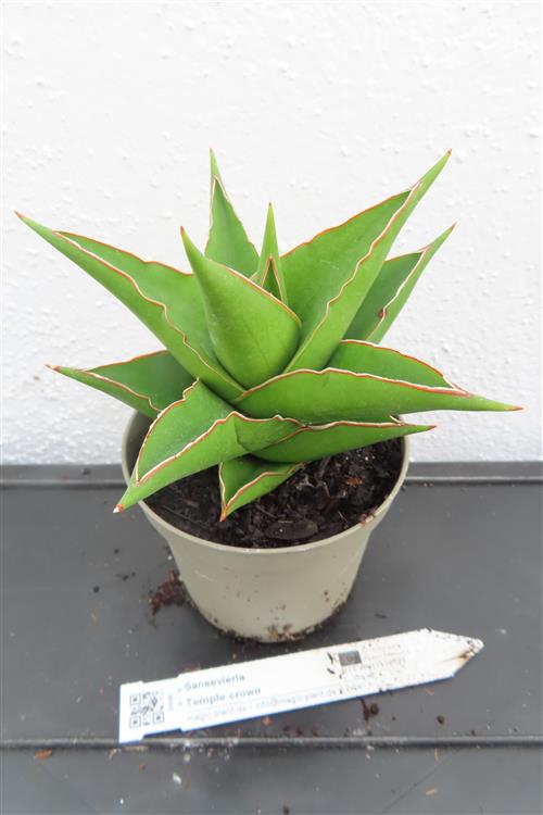 Sansevieria Temple crown
